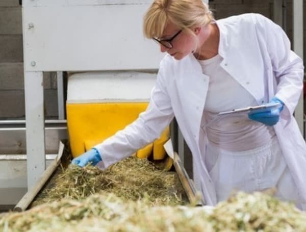 How To Maintain Quality Through The Entire Industrial Hemp Processing?