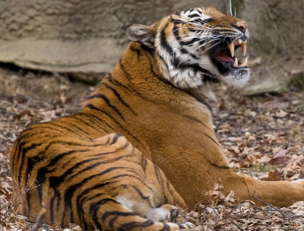 Malayan Tiger Shot, Killed After Grabbing Florida Man’s Arm