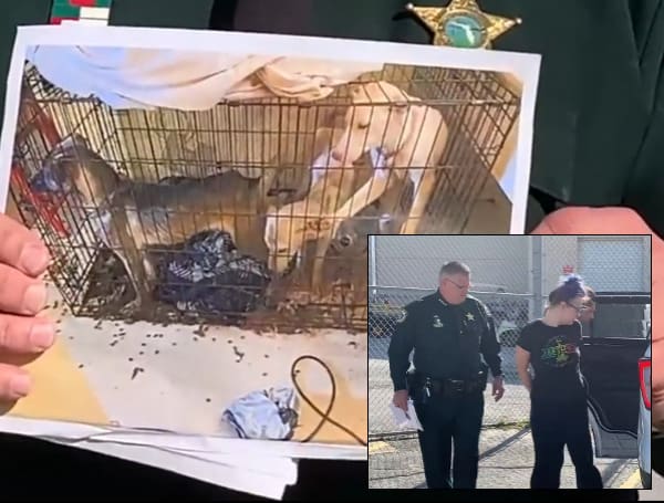 “Get Your Act Together” Florida Sheriff Slams DCF After Child Found In Filth, Animal Abuse