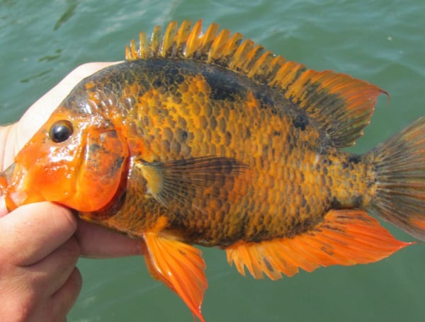 Some Nonnative Fish That Are Released Into Lakes And Rivers Thrive In Florida; Alter Ecosystem