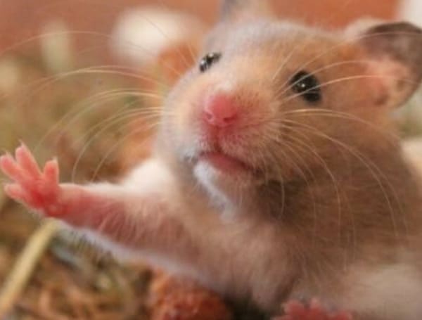 COVID Positive Hamsters Lead To Slaughter Of 2,000 Small Animals In Hong Kong