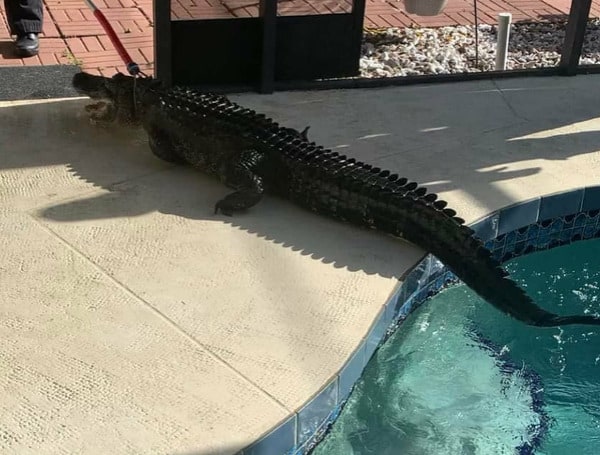 Florida Pool Service Company Cleans Out 8ft Alligator From Family Pool