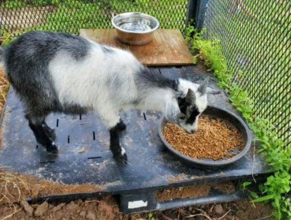 Pasco Sheriff Says The Goat Found On SR-52 And Little Road Has Been Claimed