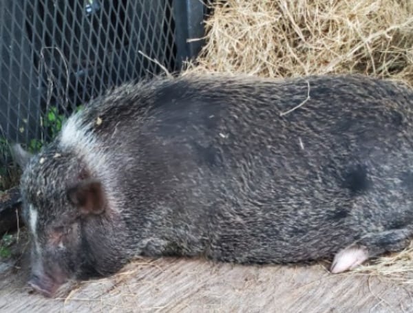 Pasco Sheriff Finds Potbellied Pig, Is It Yours?