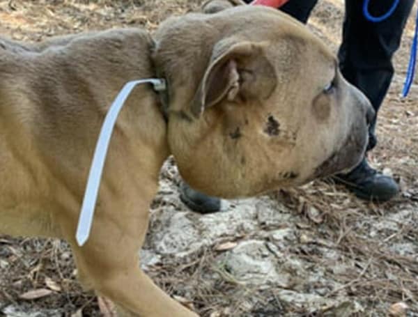 “Cruelty” Reward Reaches $7,500 In Brooksville Florida Dog Zip-Tie Case