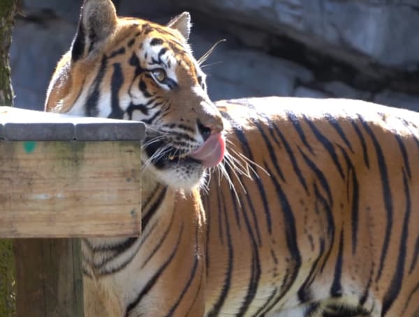 Two Malayan Tigers At Florida Zoo Test Positive For COVID