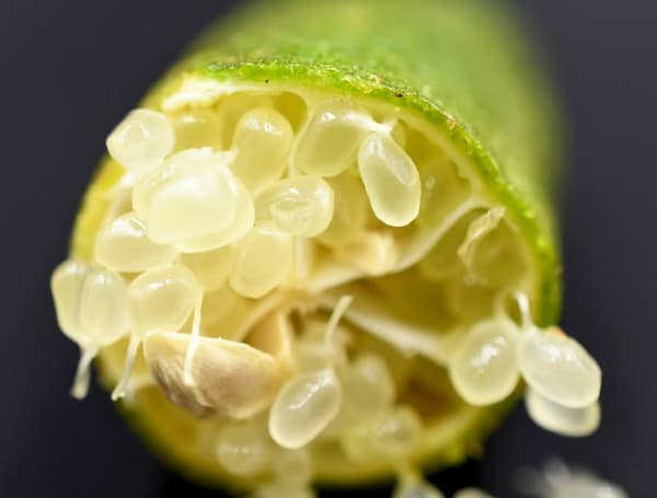 Finger Limes, Unique New Options For Florida Growers, Topic Of March Symposium