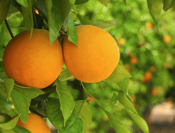 Slight Uptick For Oranges, But Florida Citrus Woes Persist