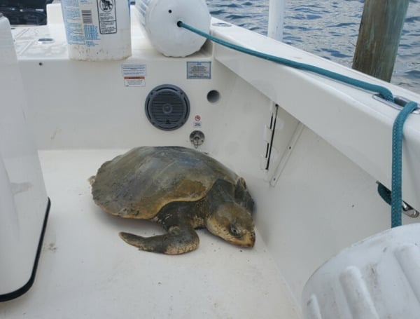 Sheriff Marine Sergeant Rescues Rare Kemp’s Ridley Sea Turtle From Florida Intracoastal Waterway