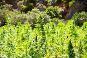 organic hemp farm