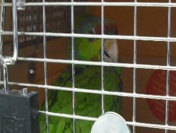 On The Border: Parrots, Drugs, Fugitives, And Money Among Encounters By CBP Officers