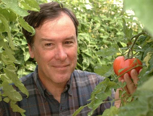 An Aromatic Tomato Could Be Looming – A La Heirloom Varieties, Say UF Scientists