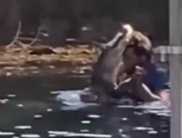 Florida Man Caught On Camera Dancing With An Alligator In The Water