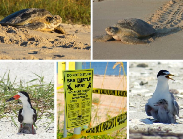 “Stash Your Trash” Nesting Season Is Here For Florida Sea Turtles And Waterbirds