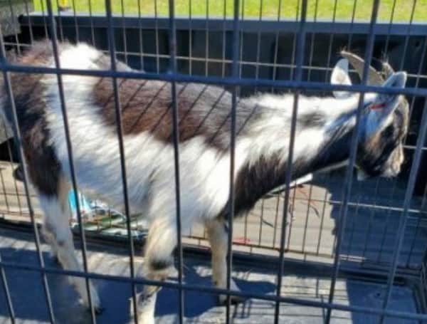 Missing A Goat? Pasco Sheriff’s Office May Have It