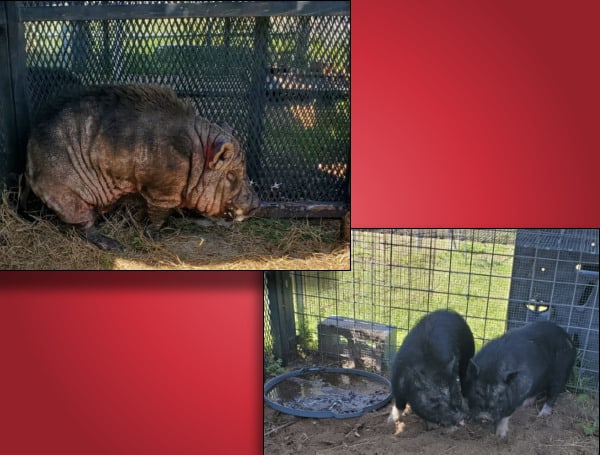 Someone In Pasco County Is Missing Pigs And The Sheriff Wants To Return Them To You