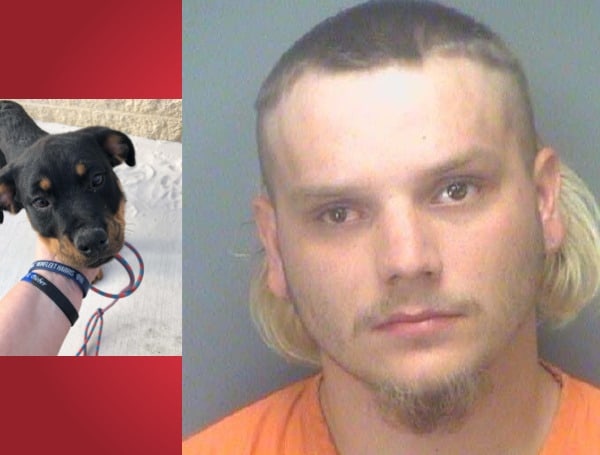 Florida Man Arrested Kicking 3-Month-Old Puppy On The Beach For Eating Food “That Didn’t Belong To Him”