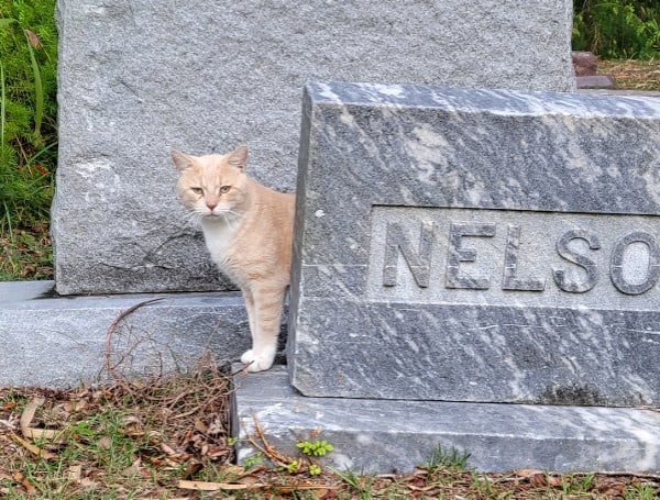 Graveyard Ghosts: Headless Spirit Roams The Pinewood Cemetery In Daytona Beach