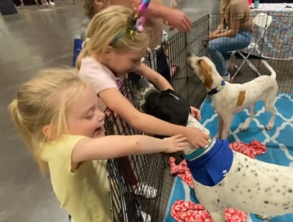 How To Kids: How Many Dogs Can I Pet At The Dog Show?