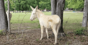 Florida Sheriff’s Dept. Engages ‘Animal Control’ Contractor to Shoot and Kill Defenseless and Innocent Escaped Donkey