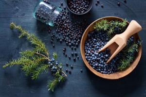 Photo of a bowl of juniper berries and a cutting from a juniper bush.