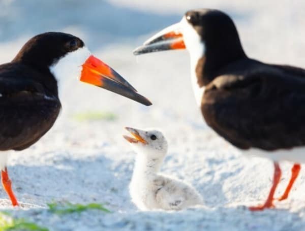 Be A Hero For Florida Beach-Nesting Birds This Holiday Weekend 