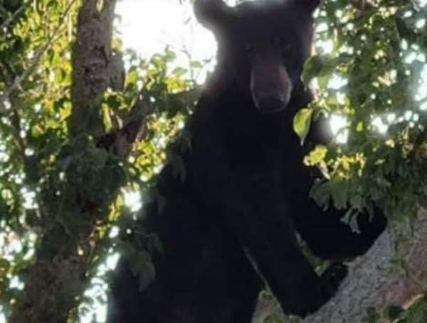 FWC Urges Caution As Juvenile Bear Season Ramps Up In Florida