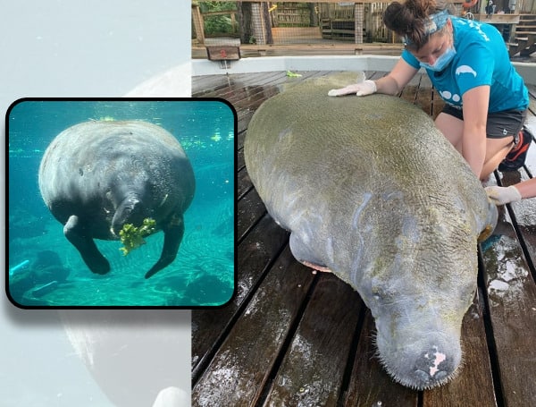 After A 15-Month Recovery, Manatee Released Back Into Florida Waters