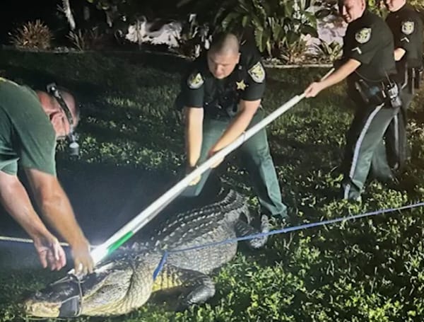 Florida Alligator “Roars” When Deputies Respond To The Big Guy Found Under Jeep