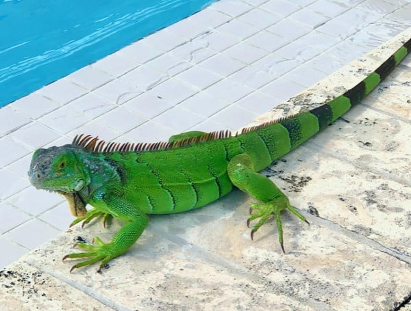 Florida Man Injured When Falling Iguana Smacks Him In The Face During Yoga Class