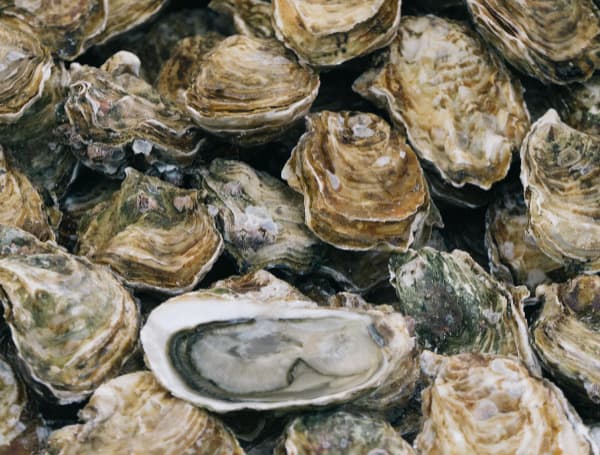 Florida International University Study Shows Contaminants In Oysters