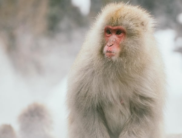 “Macaque Mayhem” Monkeys Terrorizing People In Japanese City