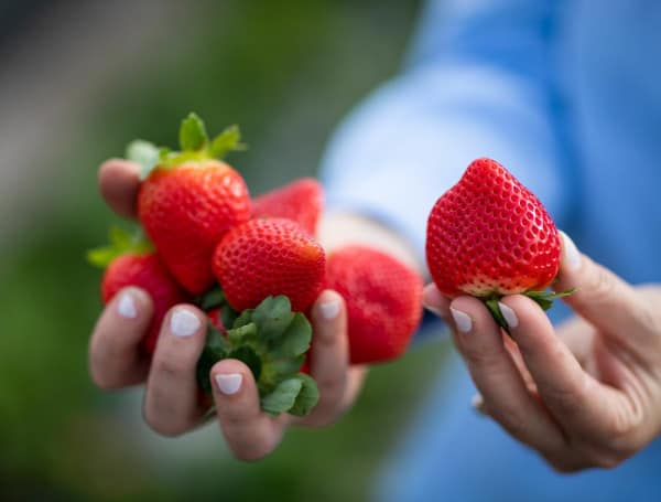 UF Researchers Find Genes Responsible For Several Flavor Compounds In Strawberries