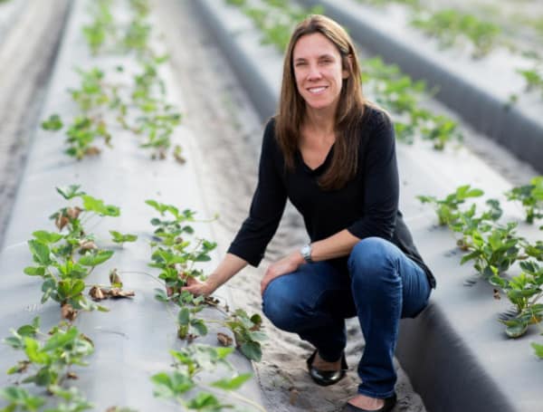 UF-Developed Web-Based Tool Helps Blueberry Growers Control Disease