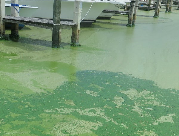 Florida DOH-Polk Cautions Residents About Blue-Green Algae At Multiple Lakes