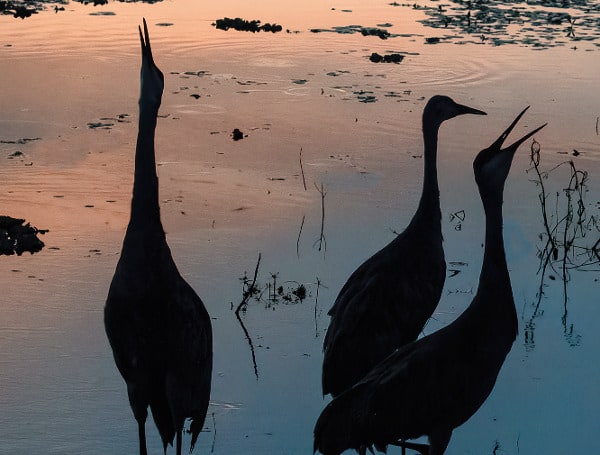 Manatee Viewing Center Hosts Free Nature Expo Oct. 21-22