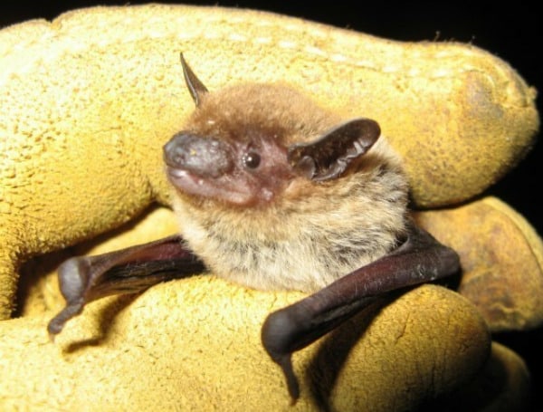 Florida FWC: Now Is The Time To Exclude Bats From Your Structures 