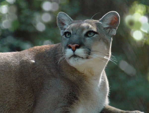 Florida Panther Killed In Vehicle Collision in Collier County