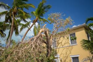 Jacksonville Tree Service Experts Plans to Increase Healthy Trees and Shrubs In Jacksonville And Suburbs