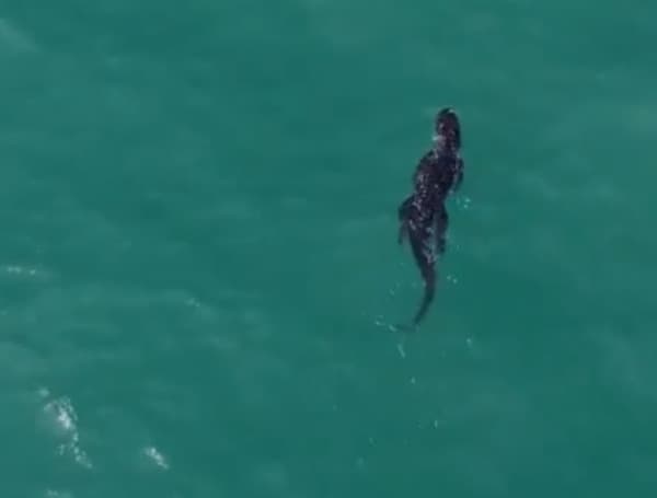 Florida Alligator Caught On Camera Swimming In The Ocean