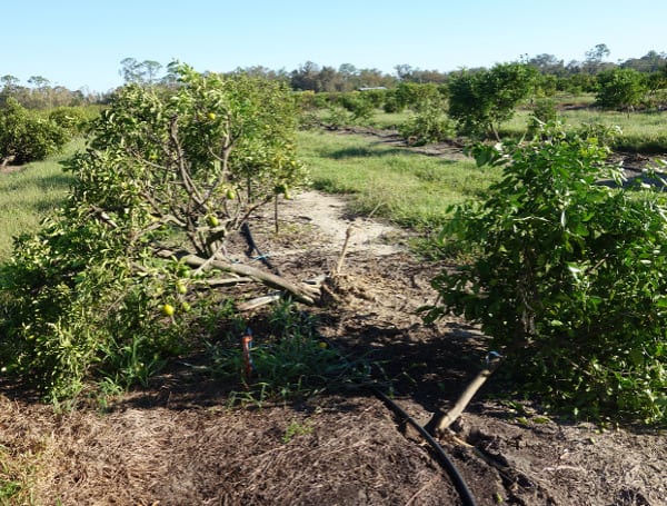 UF Ag Engineer To Assess Crop Damage After Tropical Storms, Hurricanes, Using AI