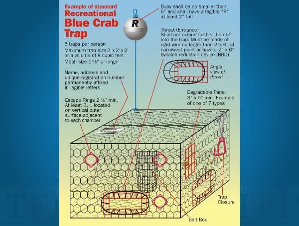 Keep Crabs In, Terrapins Out. FWC Rule For Florida Recreational Crab Traps Goes Into Effect March 1