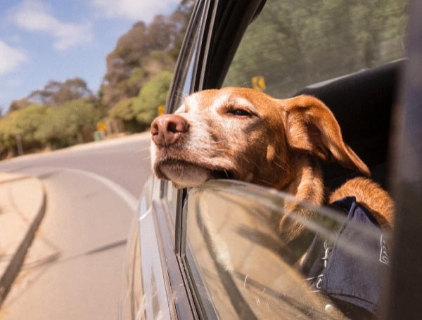 Florida Gov. DeSantis Signs PETS Act, Paving The Way For Veterinary Telehealth In The State