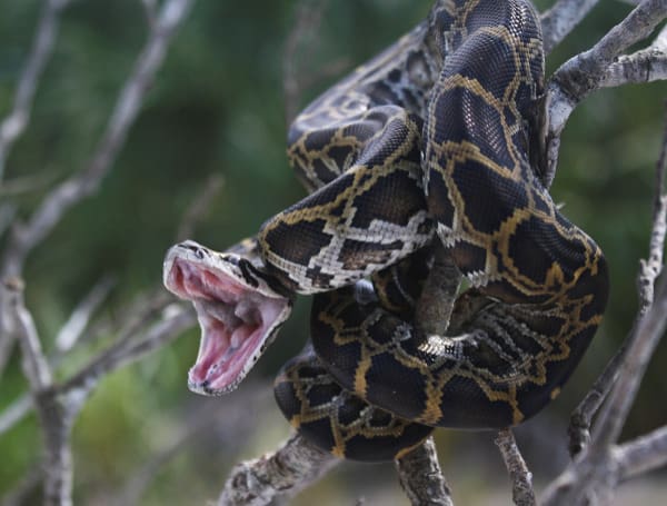 UF/IFAS Invasive Species Council Explains Terms To Know About Native And Nonnative Species