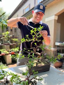 CORAL GABLES MUSEUM TO HOST BONSAI WORKSHOP  AND POP-UP EXPO IN CELEBRATION OF EARTH DAY