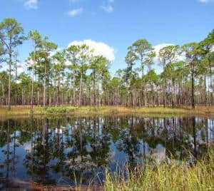 On Earth Day, Florida State Parks Foundation announces more than $100,000 toward  pine tree plantings in state parks