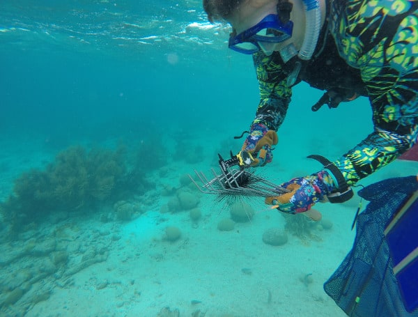 Scientists Discover Cause Of Sea Urchin Die-Offs In The Caribbean: A Protozoan Parasite