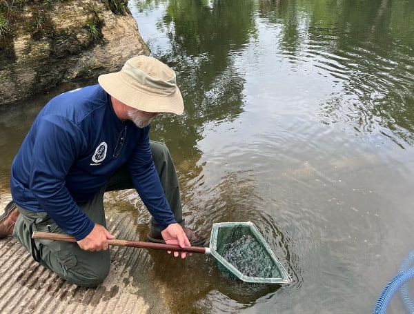 Florida Shoal Bass Conservation: Another Successful Release Of Hatchery-Raised Stock