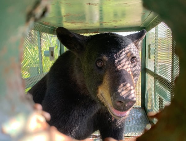 Florida Gov. DeSantis Signs Bear Bill, Vetoes Left-Lane Crackdown