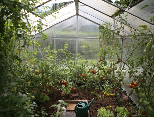 7 Things To Know Before Building A Greenhouse